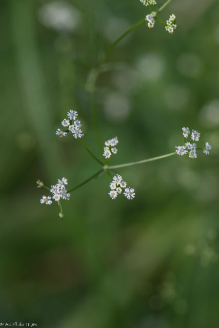Photographie Plante