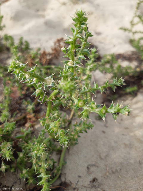 Photographie Plante