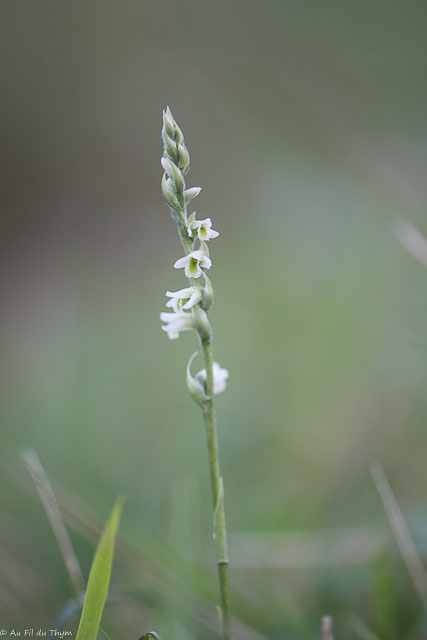 Photographie Plante