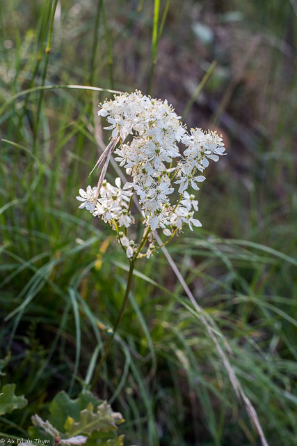 Photographie Plante