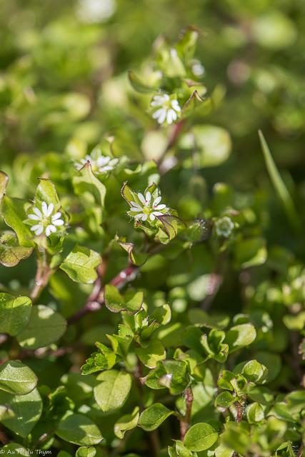 Photographie Plante