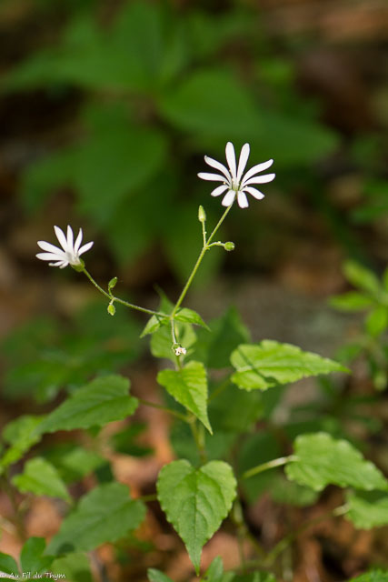 Photographie Plante