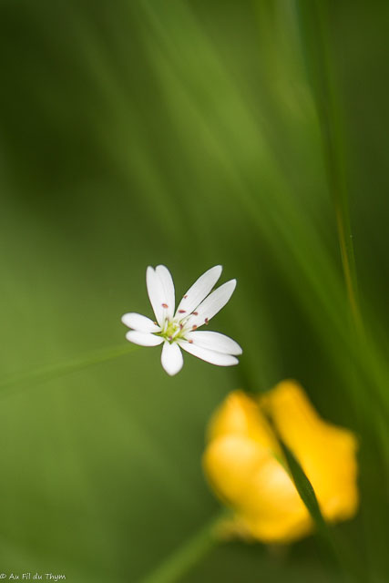 Photographie Plante