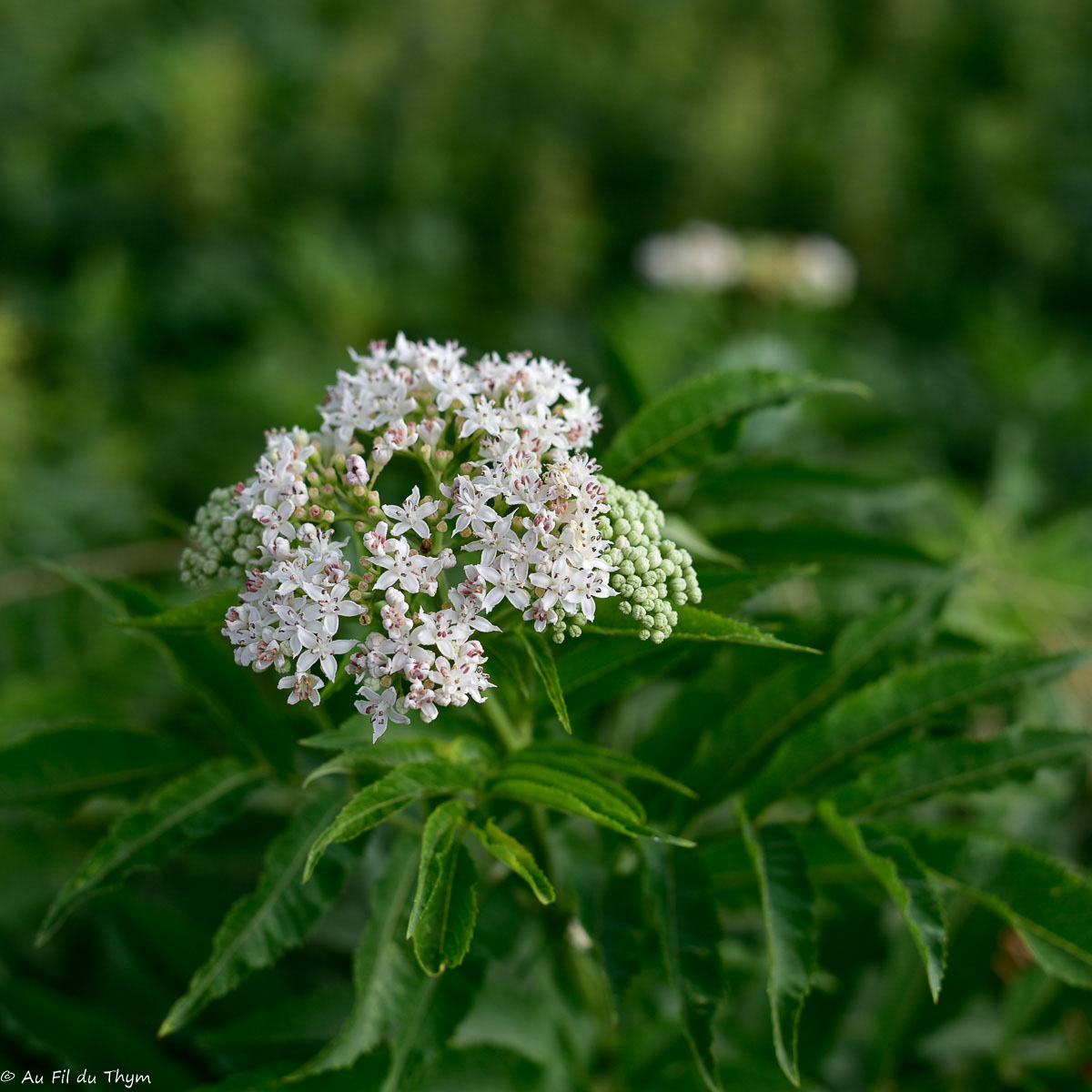 Photographie Plante