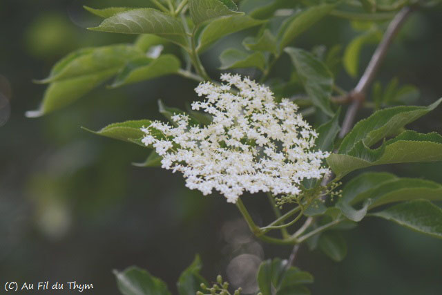 Photographie Plante