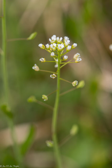 Photographie Plante