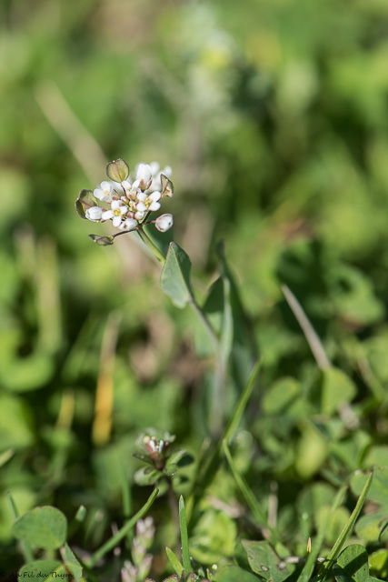 Photographie Plante