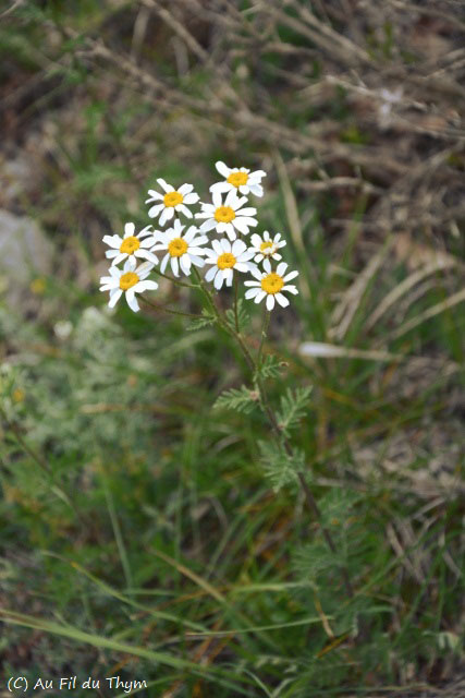 Photographie Plante