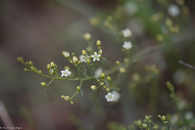 Photographie Plante