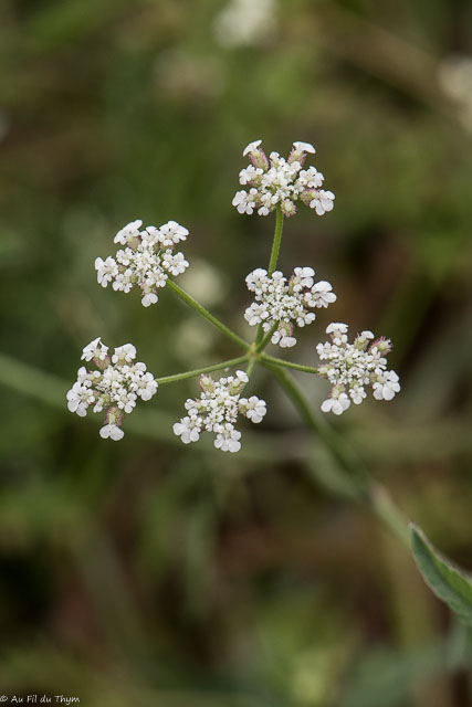 Photographie Plante