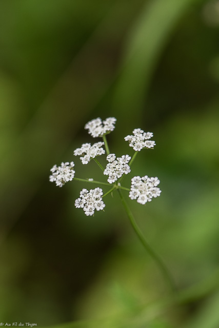 Photographie Plante