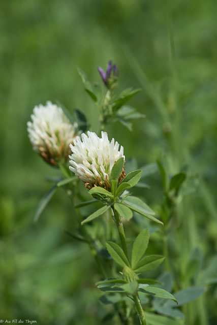 Photographie Plante