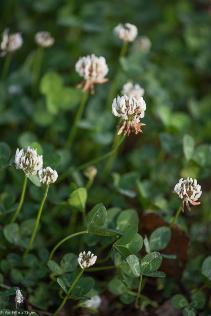 Photographie Plante