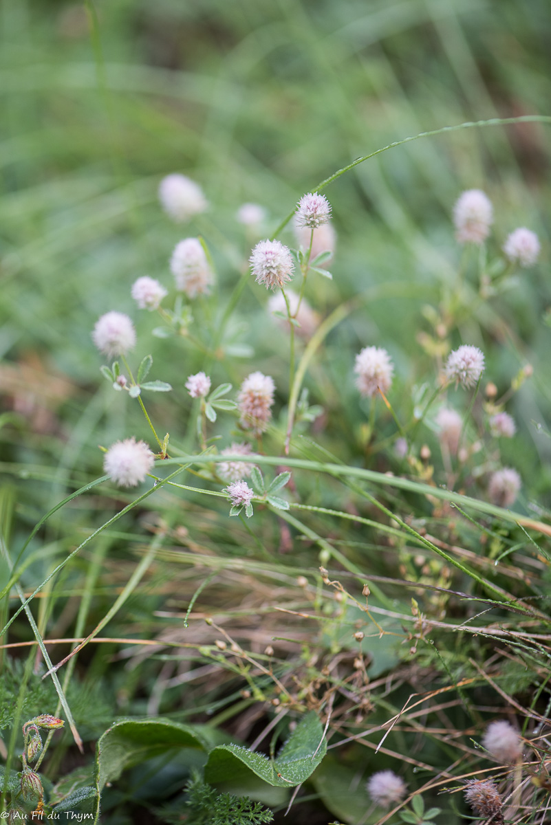 Photographie Plante
