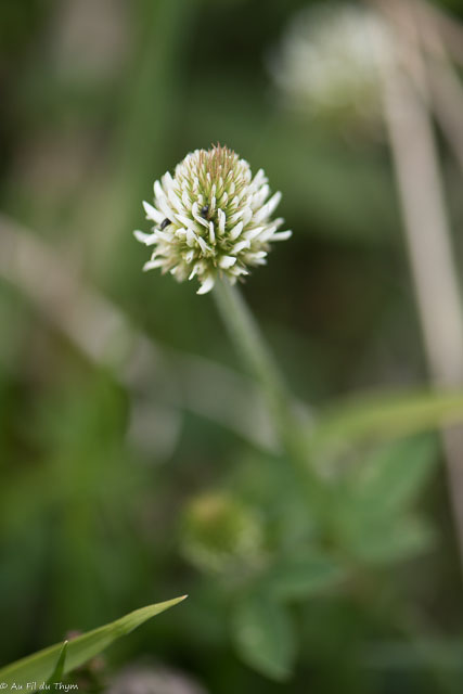 Photographie Plante
