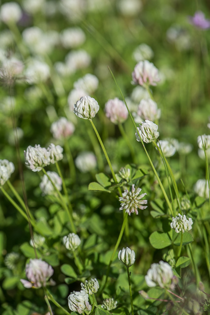 Photographie Plante