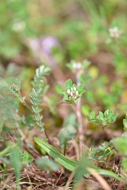 Photographie Plante