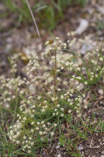 Photographie Plante