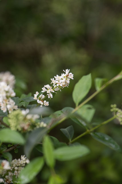 Photographie Plante