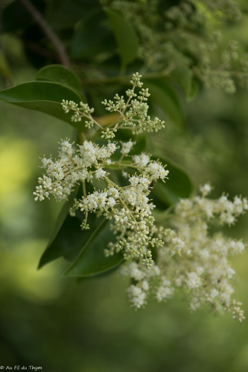 Photographie Plante