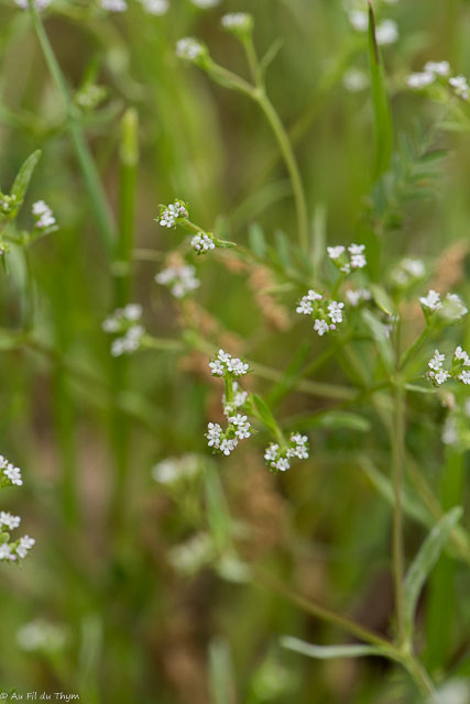 Photographie Plante