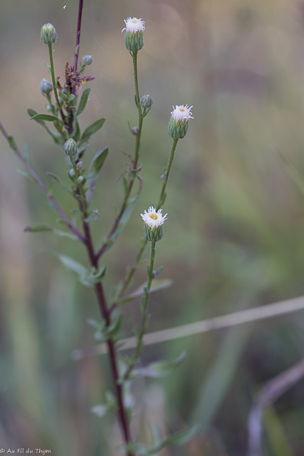 Photographie Plante