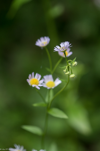 Photographie Plante