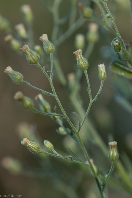 Photographie Plante
