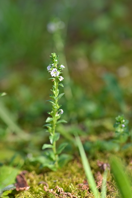 Photographie Plante