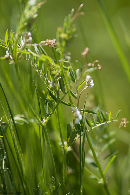 Photographie Plante