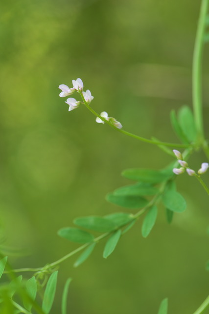 Photographie Plante