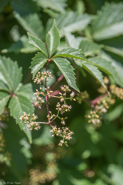 Photographie Plante