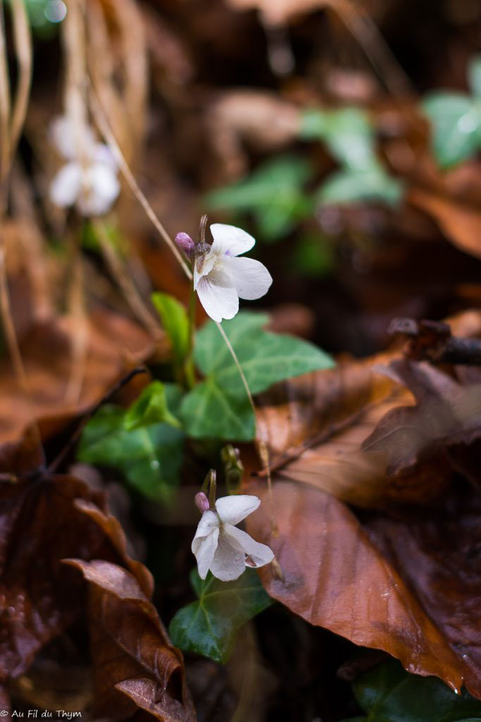 Photographie Plante