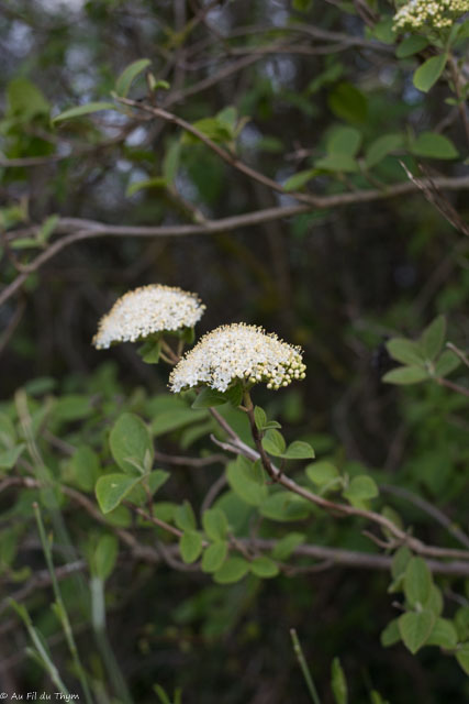 Photographie Plante