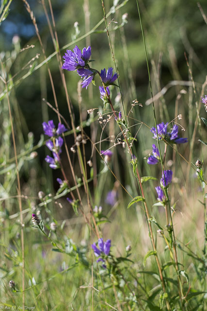 Photographie Plante