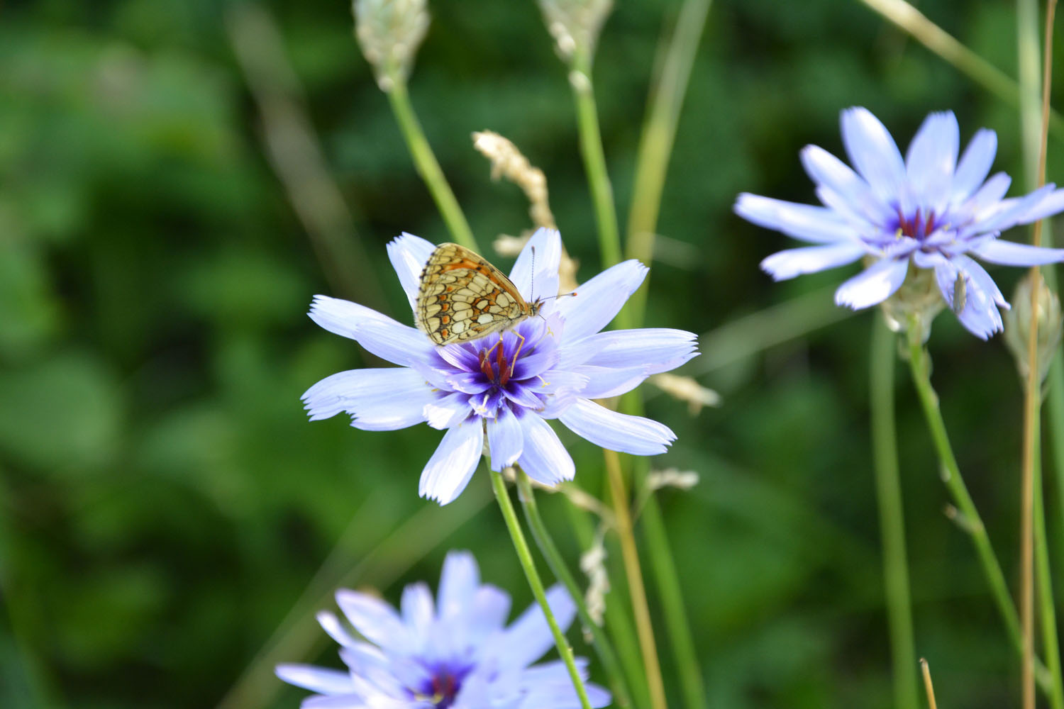 Photographie Plante