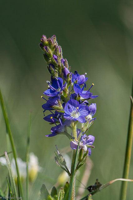 Photographie Plante