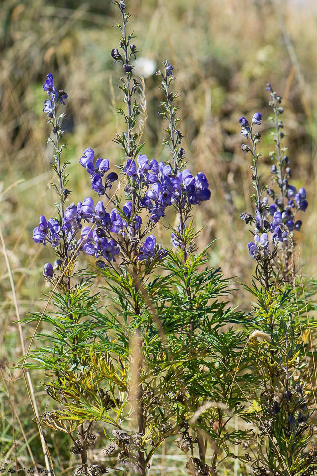 Photographie Plante