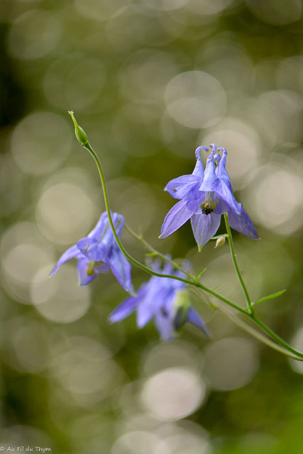 Photographie Plante