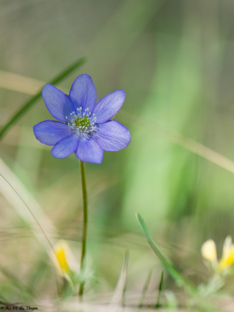 Photographie Plante