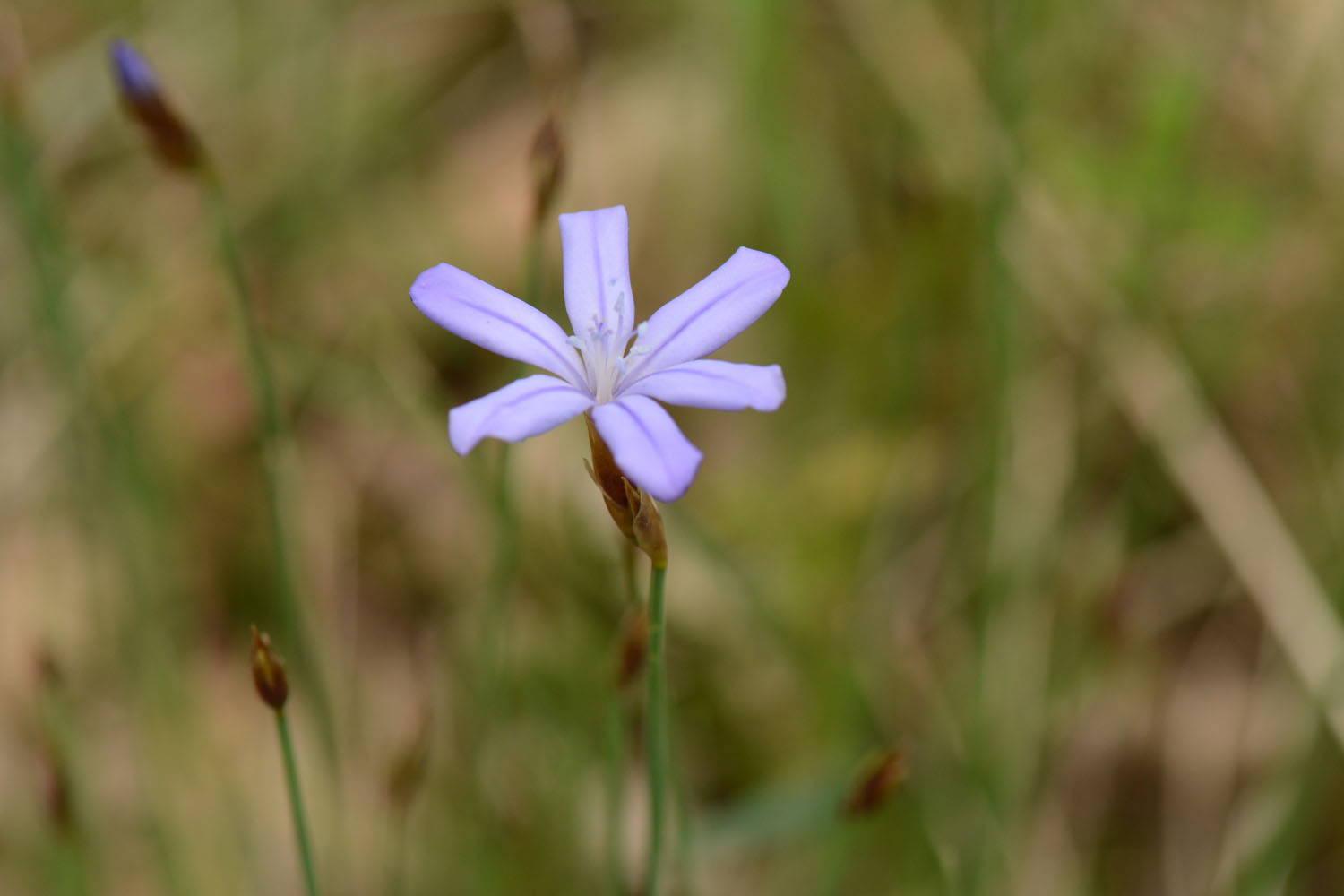 Photographie Plante