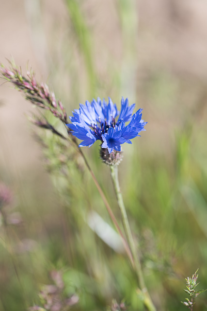 Photographie Plante