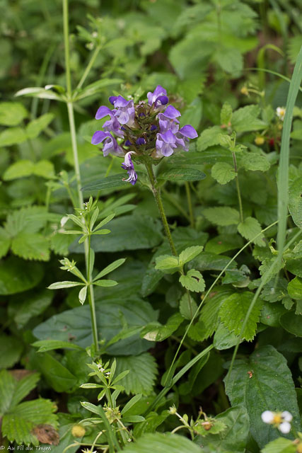 Photographie Plante