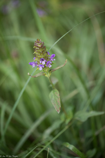 Photographie Plante