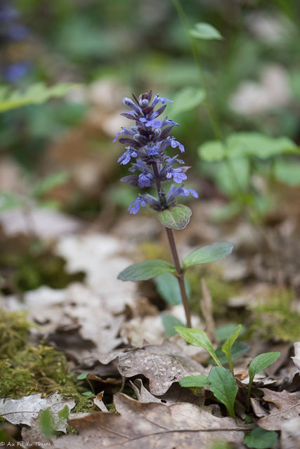 Photographie Plante