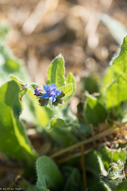 Photographie Plante