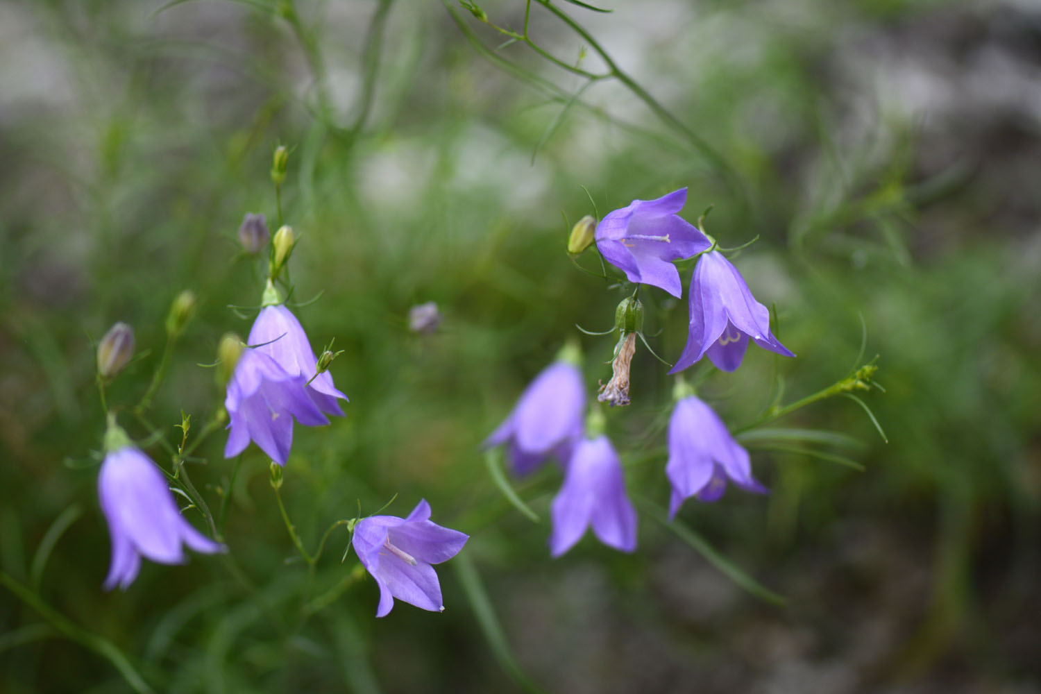 Photographie Plante