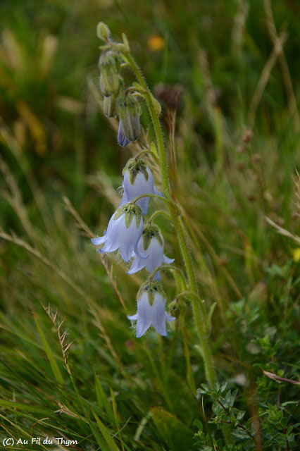 Photographie Plante
