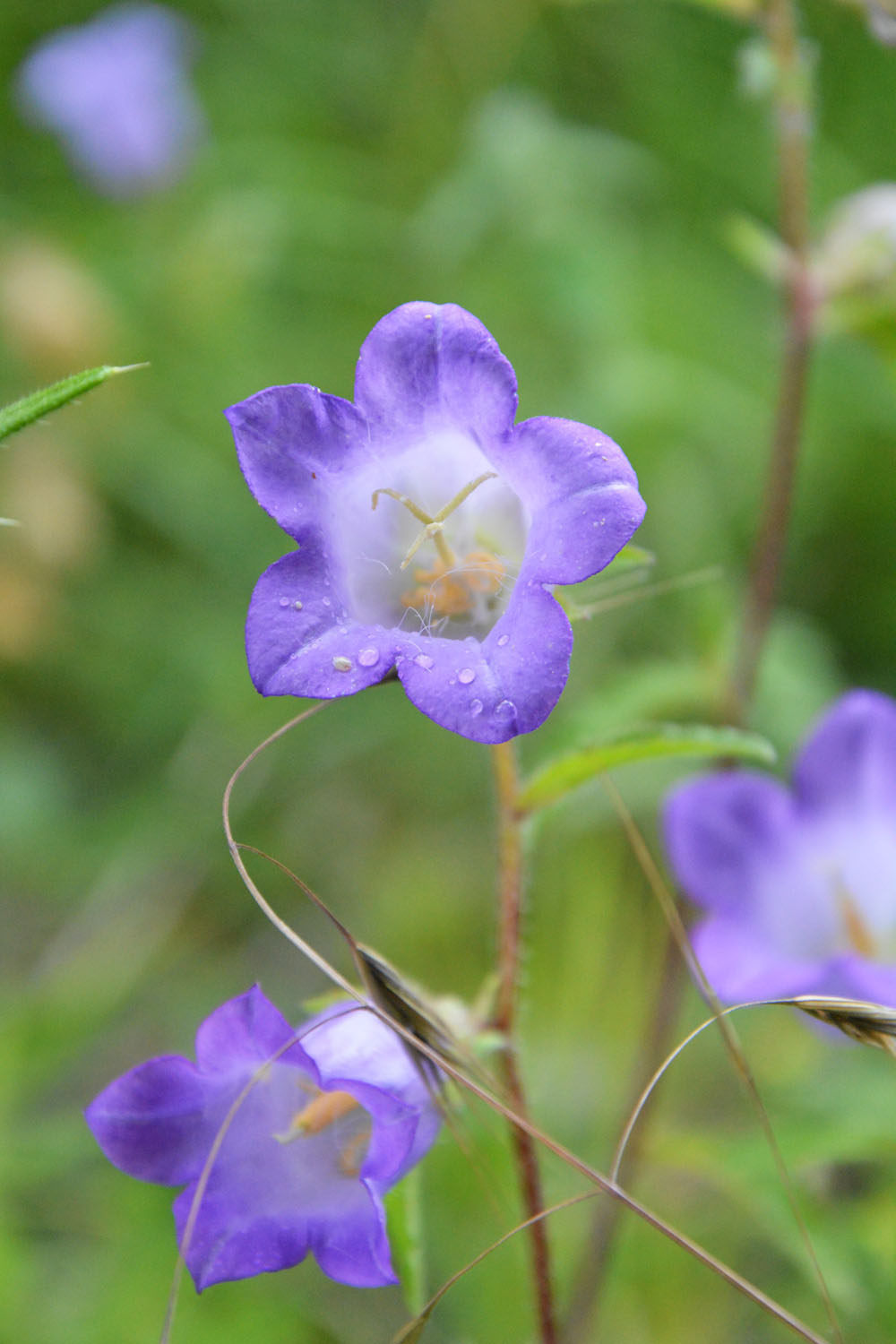 Photographie Plante