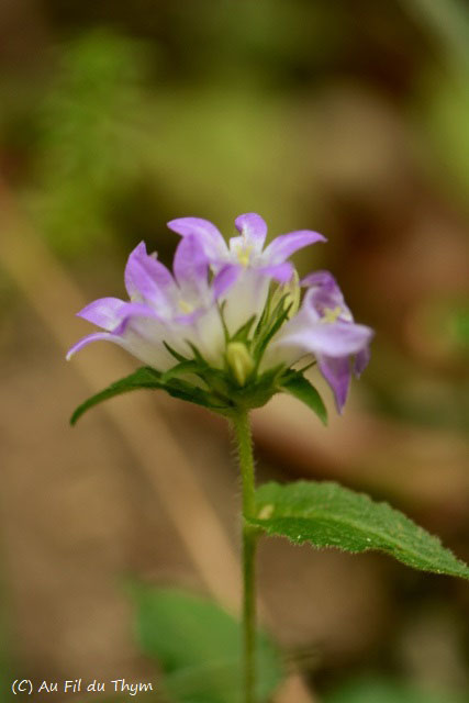 Photographie Plante